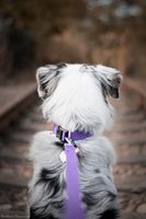 Kolik máte doma obojků? Určitě ještě ne dost!