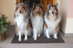 Psí plemena s mírnou povahu