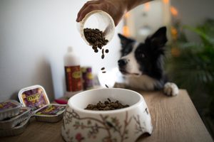 Proč jsme vlastně vytvořili krmivo Marp?