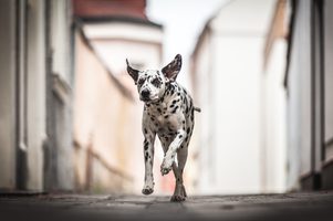 Výživová specifika velkých plemen psů