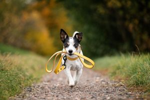 Bafpet – česká značka s tradicí kvalitních potřeb pro psy a další mazlíčky