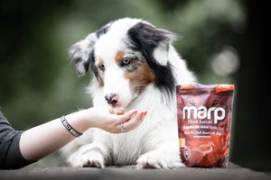 Pamlsky jako vhodný vánoční dárek