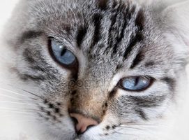 Romana Matoušová - Barmská kočka