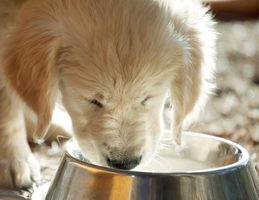 Příznaky nadměrné žízně u psů