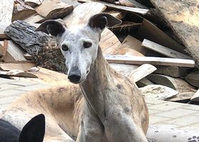 Virtuální adopce španělského chrta Galgo - Pili