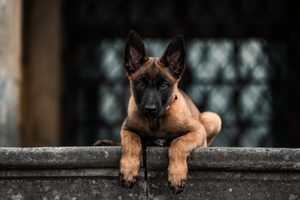 Pořizujeme si psa "Velké rozhodnutí"