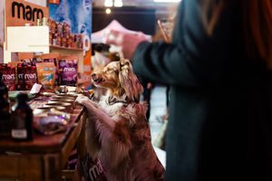 Co si představit pod Psím dnem s krmivem Marp?