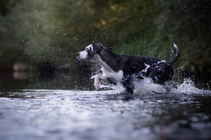 Pozor na horko! Jak ochránit vašeho psa před přehřátím?