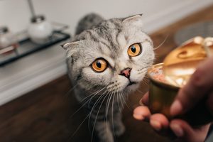 Jak vybrat kvalitní krmivo pro kočky? 2. část
