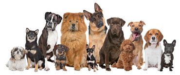 EPI, doživotní boj s nefunkční slinivkou u psů