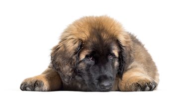 Leonberger - impozantní pes lvího vzhledu a sebevědomého klidu