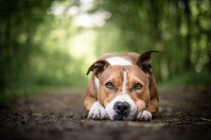 Co dáváme do misky a co bychom tam dávat neměli #28