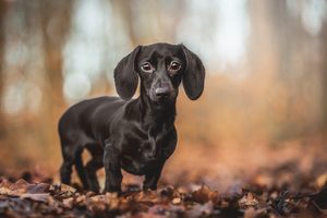 Krmivo pro psy dle věku a velikosti #16