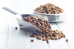 Jak vybrat kvalitní krmivo pro psa?