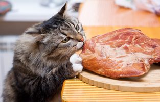 Co by mělo splňovat krmivo pro kočky?