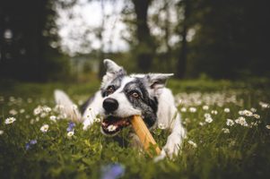 Nález epulidů v tlamě dokáže pěkně vyděsit