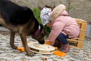 Hlavolamy zvyšují inteligenci nejen našim domácím mazlíčků