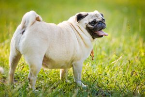 Nadváha a psí obezita