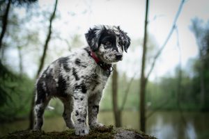 Co způsobuje změnu barvy srsti