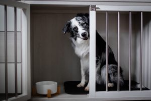 Vybíráme vhodné krmivo pro psa #01