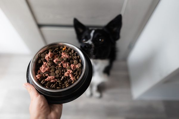 Nové a správné stravovací návyky u psů a koček