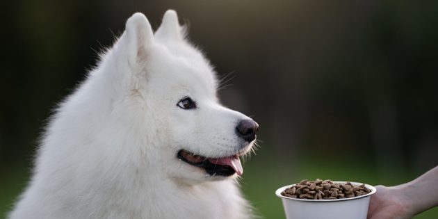 Na co si dát pozor, když chcete změnit krmivo?