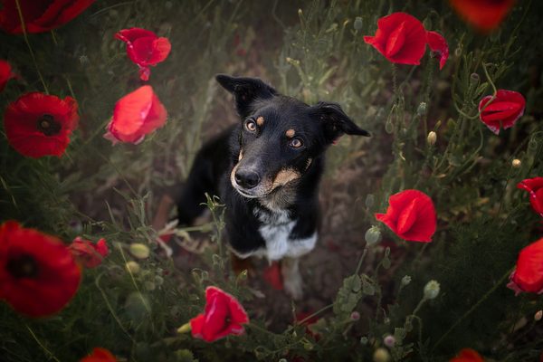 Kontaktní dermatitida u psů vyvolaná trávou
