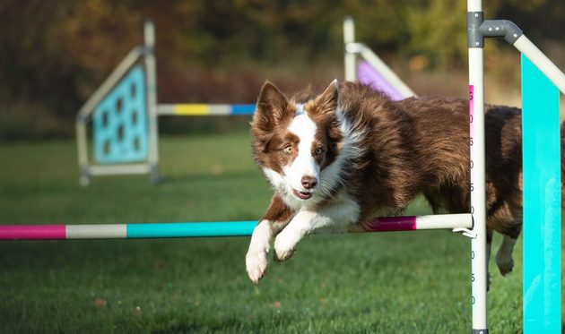 Výživa sportovních psů