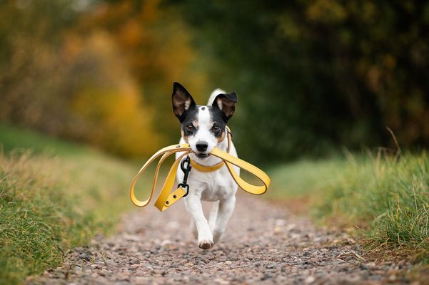 Bafpet – česká značka s tradicí kvalitních potřeb pro psy a  další mazlíčky