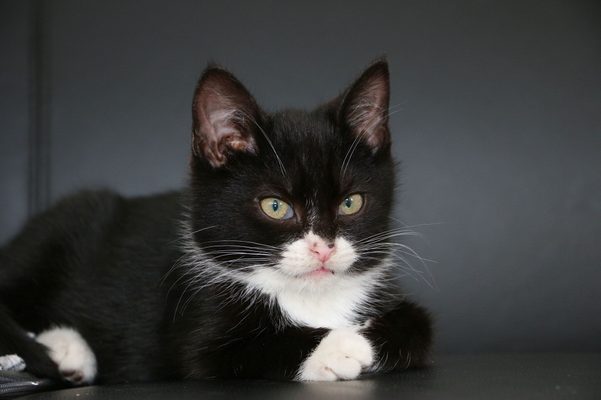 Nemoc z kočičího škrábnutí a jak na blechy u koček