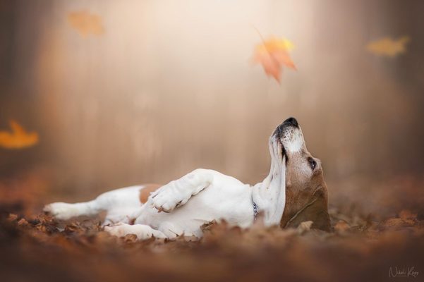 I kočka  a pes mohou mít svou formu Alzheimera, jak podpořit kognitivní funkce u stárnoucích zvířat pomocí výživy?