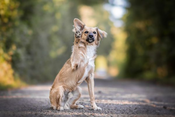 Výživová specifika malých plemen psů