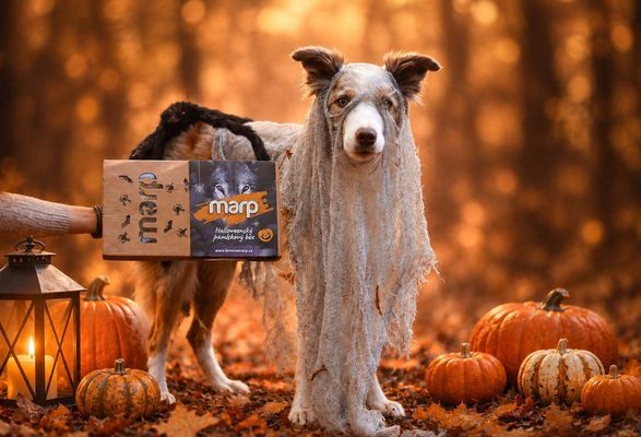 Veselý Halloween! Psí koleda s novým pamlskovým boxem Marp 🎃