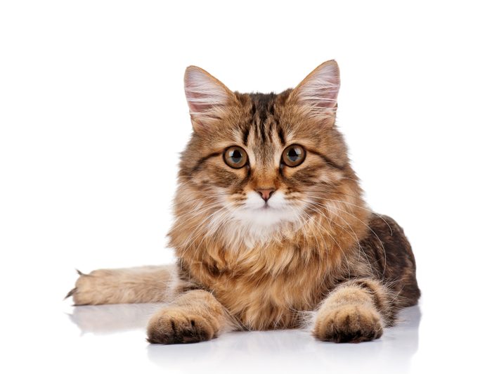 Prečo majú mačky vyvesenou kožu na bruchu