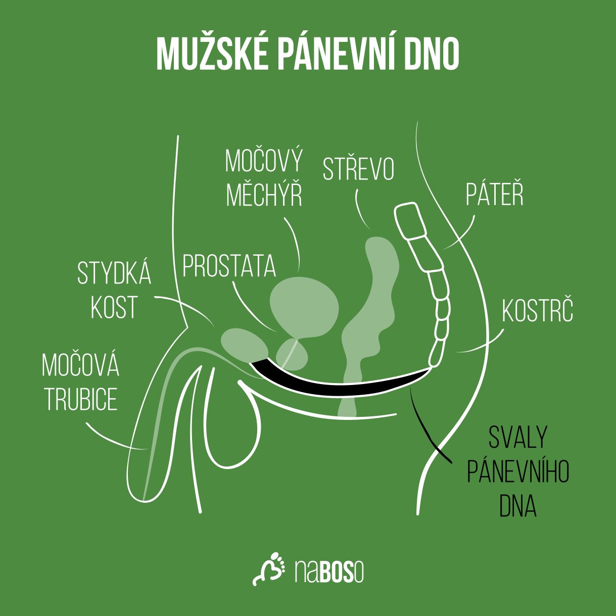 mužské pánevní dno