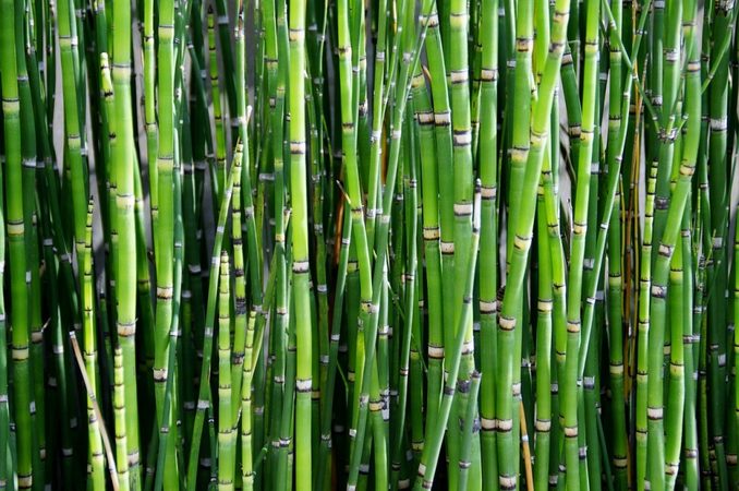 Výhody bambusového vlákna