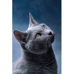 Fleecová deka 100x150 cm - Dark cat