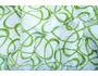 Mikroflanelové povlečení 220x200 cm, 2x70x90 cm - Kirsty zelená