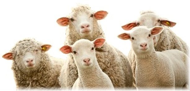 Bederní ledvinový pás Merino ovčí vlna 56x23cm