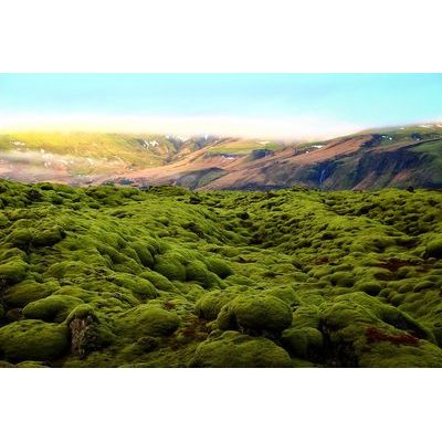 Wiosenne czary z mchu