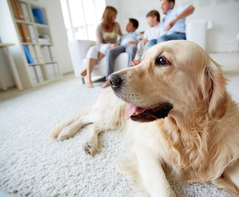Základné pravidlá správanie psov v rodinnej svorke