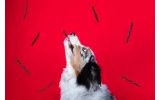 For Pets 2025