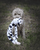 HRAČKA MULTIPET SWINGIN SLEVINS KRÁVA PLYŠ 67 CM - HRAČKY PRE PSOV