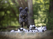 HRAČKA MULTIPET SWINGIN SLEVINS KRÁVA PLYŠ 67 CM - HRAČKY PRE PSOV