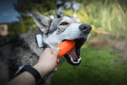 SPUNKY PUP MRKVA NA MAŠKRTY 13CM - HRAČKY PRE PSOV