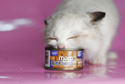 MARP HOLISTIC PLUS KONZERVA PRE MAČKY – TUNIAKOVÉ FILETY VO VÝVARE 70G 2 + 1 KS ZADARMO - KONZERVY PRE MAČKY