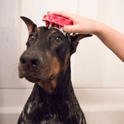 KONG ZOOM GROOM GUMOVÝ KARTÁČ 11CM - RŮŽOVÝ - HYGIENA