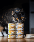 MARP HOLISTIC PLUS KONZERVA PRE MAČKY – TUNIAKOVÉ PATÉ S KREVETAMI 70G - KONZERVY PRE MAČKY