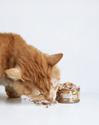 MARP HOLISTIC PLUS KONZERVA PRE MAČKY – KURACIE PATÉ S KREVETAMI 24X70G - KONZERVY PRE MAČKY