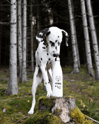 MARP KOVOVÁ TERMO FĽAŠA 750 ML - CESTOVANIE SO PSOM